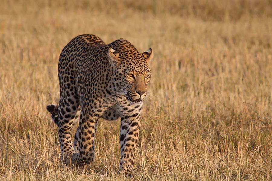 Botswana’s Delta, Moremi + Chobe