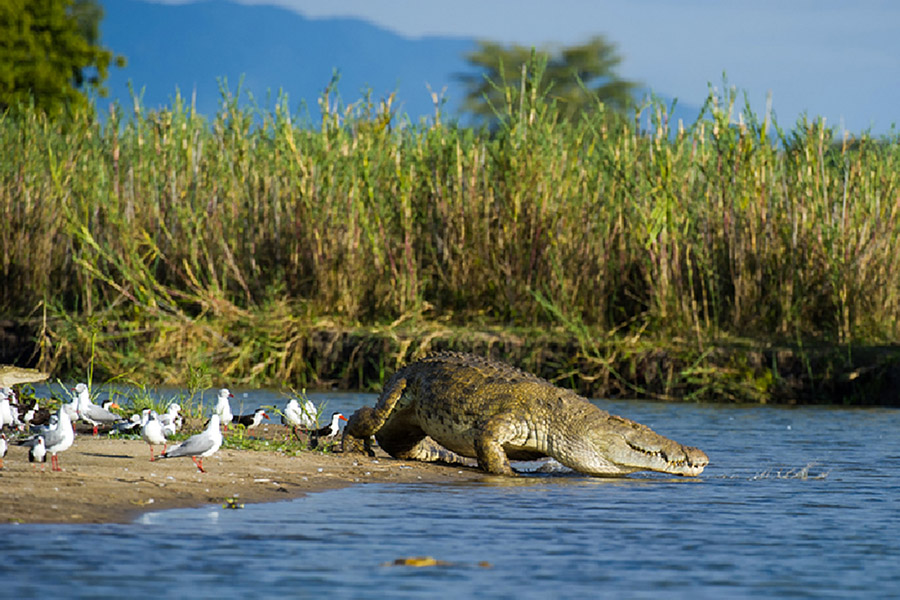 Malawi Lake + Safari