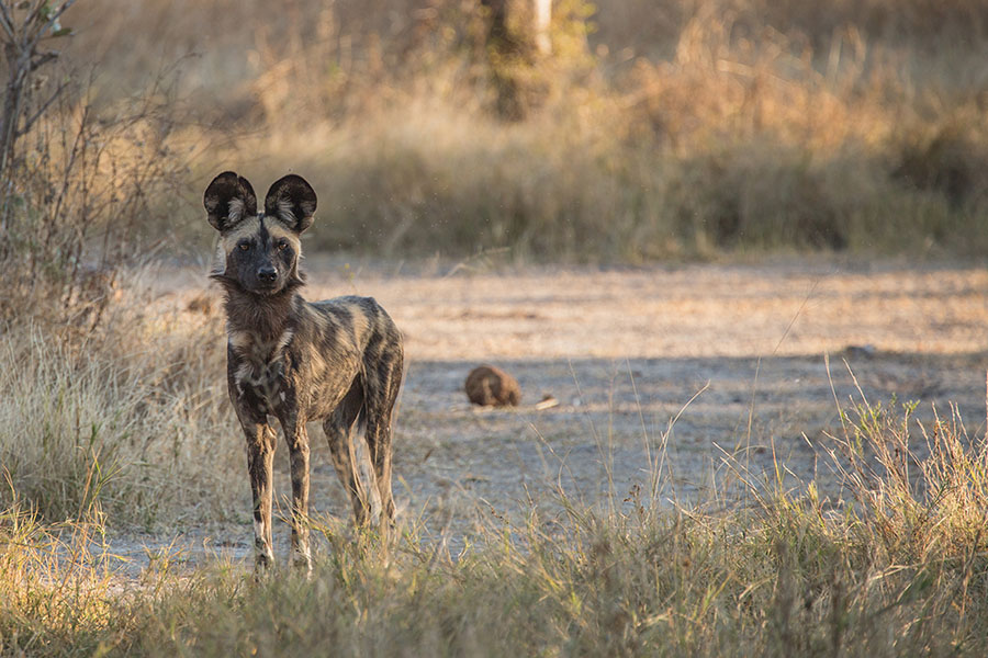 Tour & Safari - Botswana - Okavango Delta Botswana under Canvas