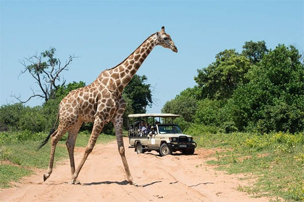 Luxury along the Chobe