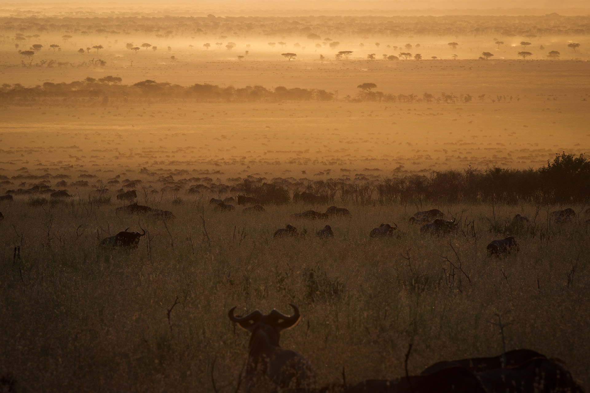 Tanzania-Peaks, plains and palms