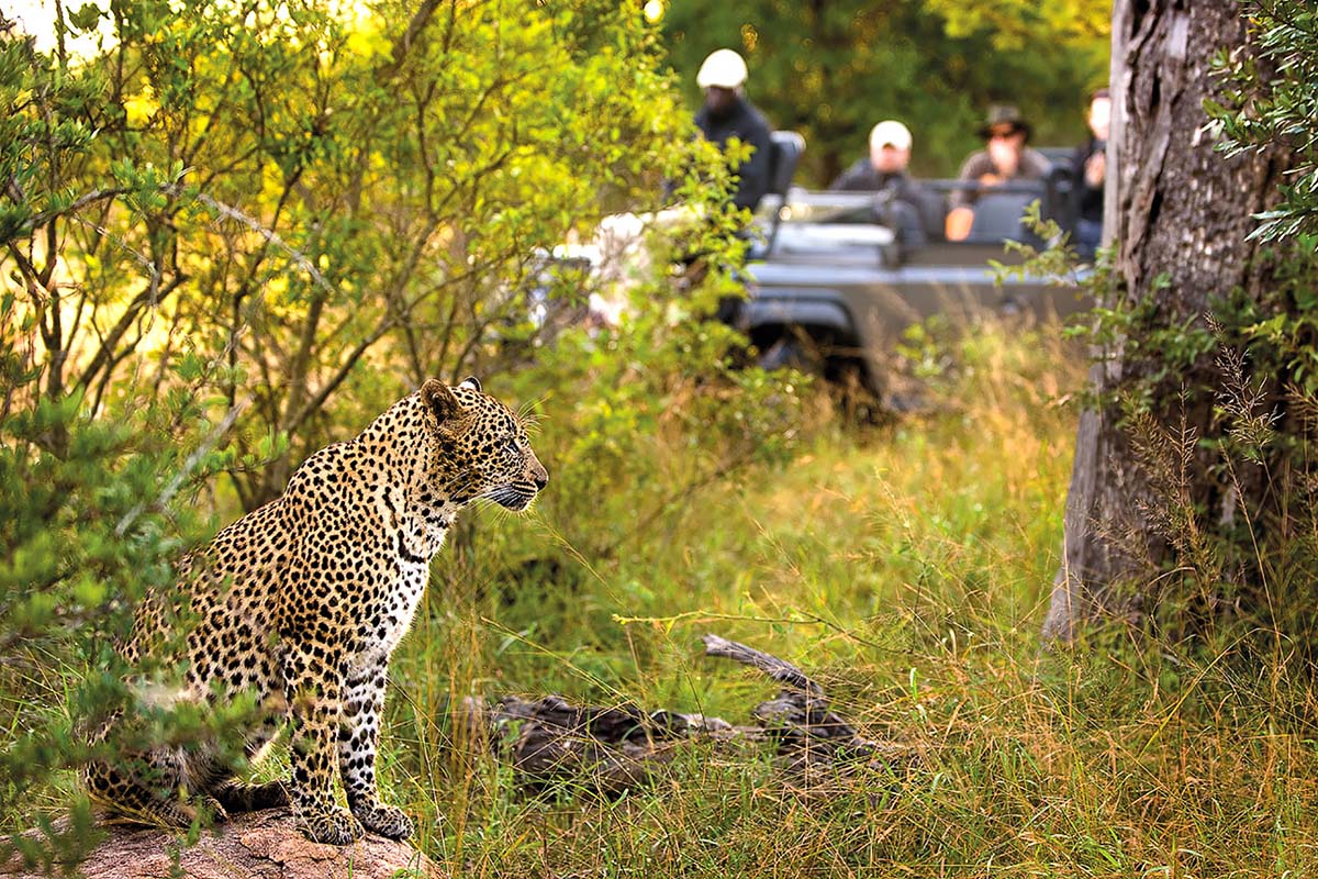 Classic Beach & Bush-Cape Town + Sabi Sands