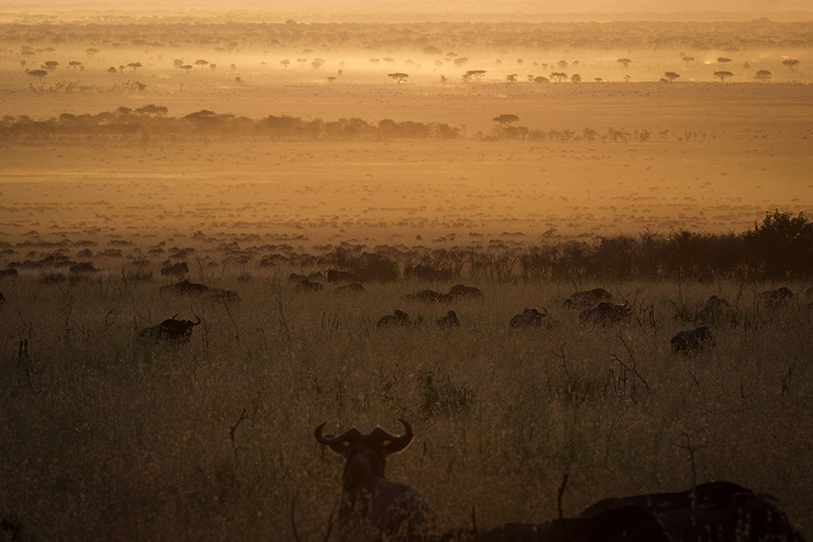 Tour & Safari Destination - Tanzania - Peaks, plains and palms