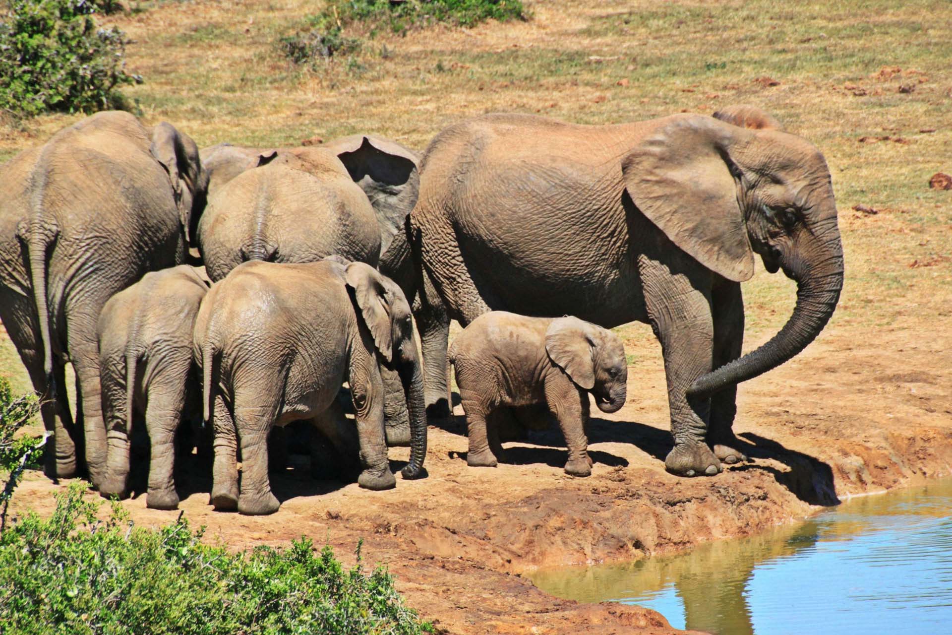 Luxury along the Chobe