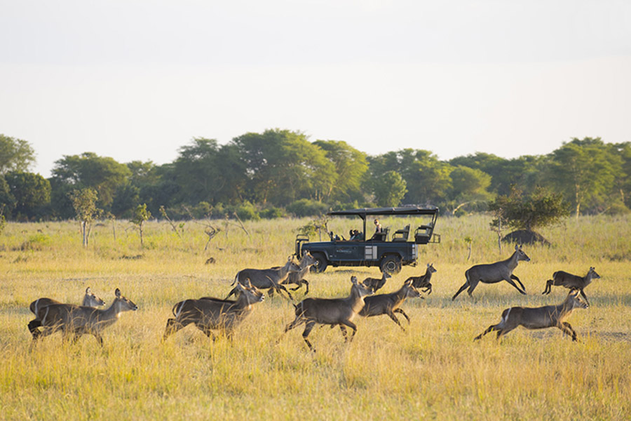 Malawi Lake + Safari