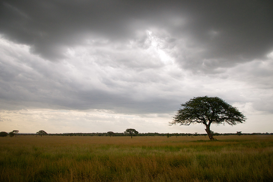 Tour & Safari Destination - Tanzania - Peaks, plains and palms